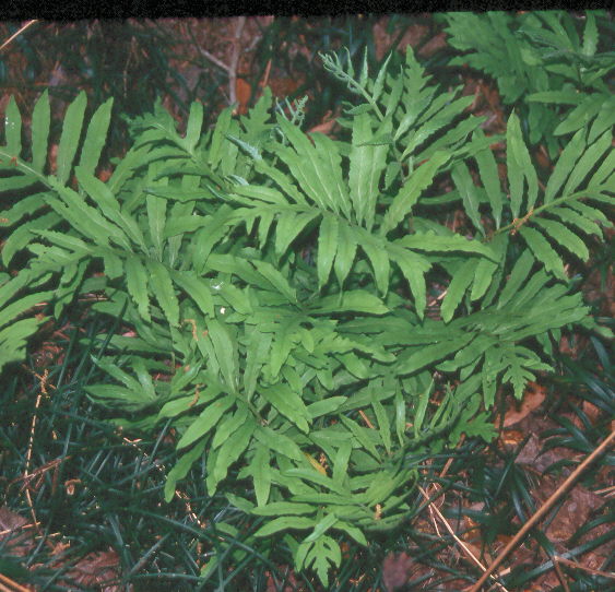 Ferns are ideal for shady gardens